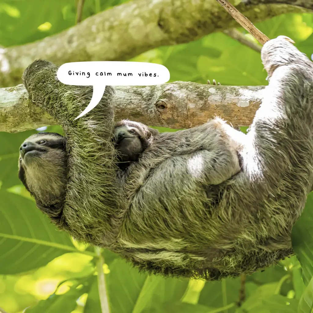 Paper Pocket Sloths 2026 Calendar