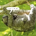 Paper Pocket Sloths 2026 Calendar