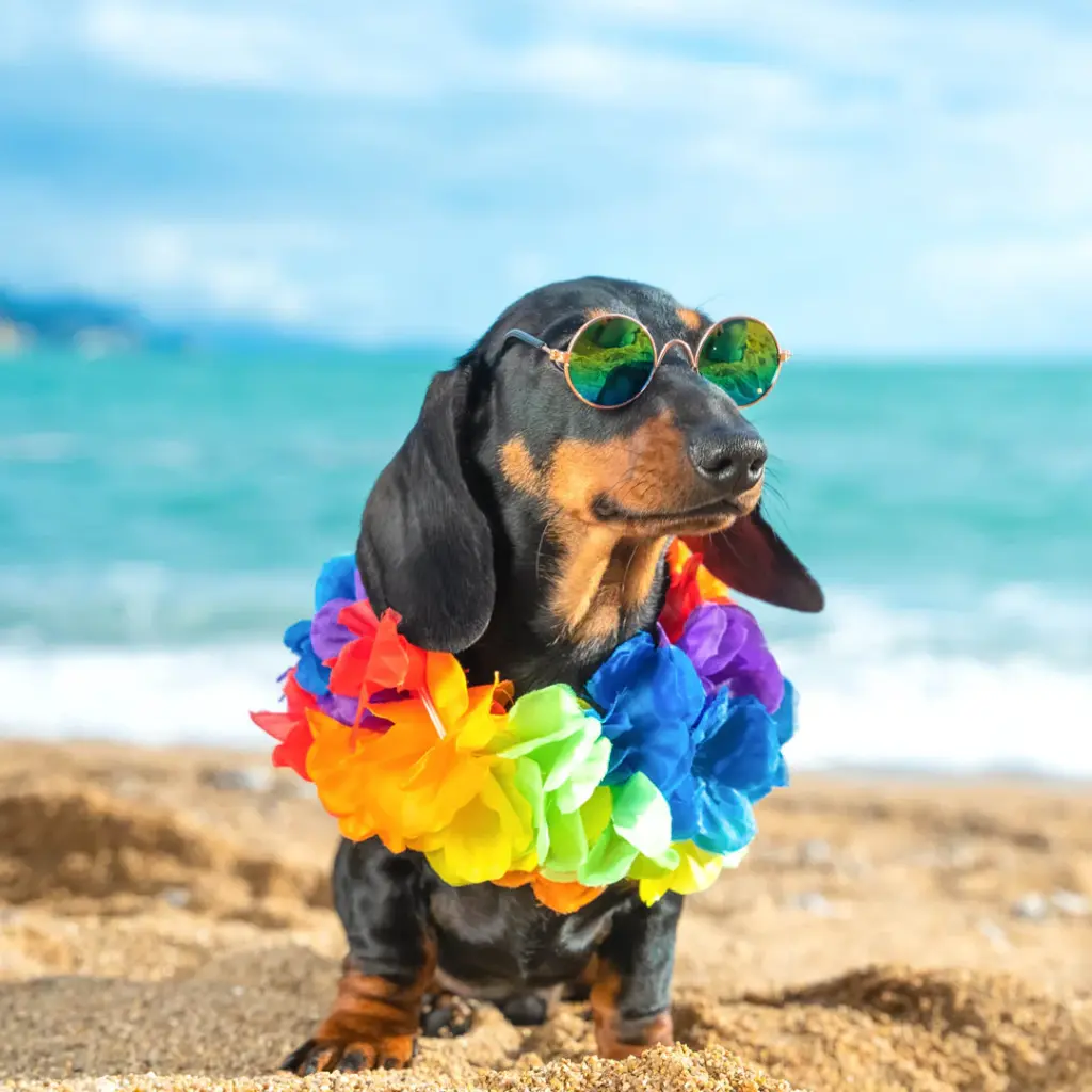 Paper Pocket Sausage Dogs 2026 Calendar
