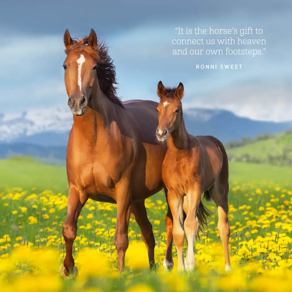 Paper Pocket The Love Of A Horse 2026 Calendar