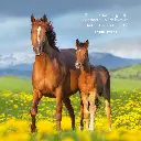 Paper Pocket The Love Of A Horse 2026 Calendar
