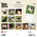 BrownTrout Pugs 2026 Calendar 
