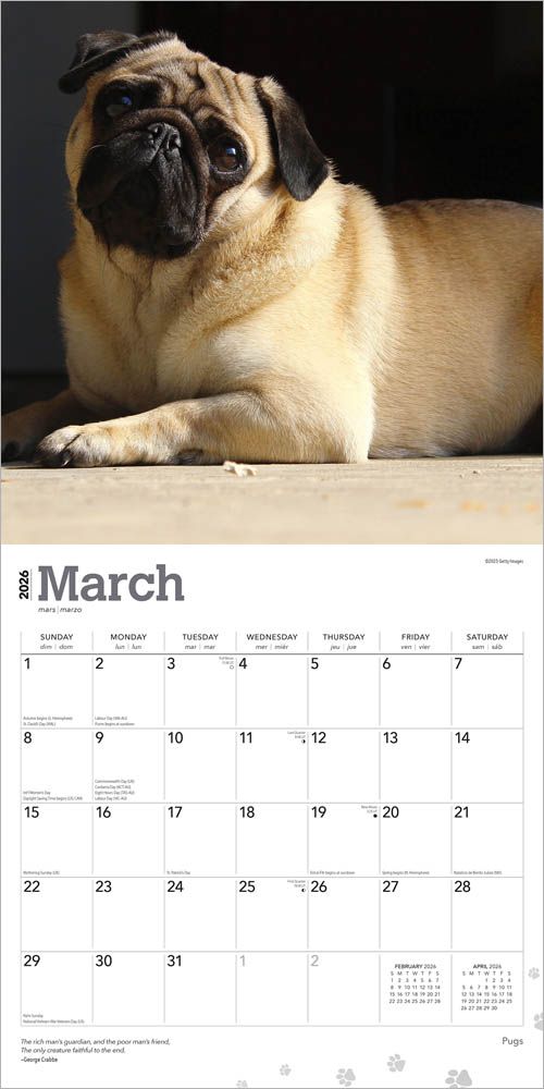 BrownTrout Pugs 2026 Calendar 