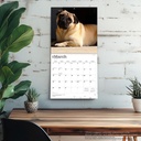 BrownTrout Pugs 2026 Calendar 