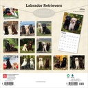 BrownTrout Labrador Retrievers 2026 Calendar