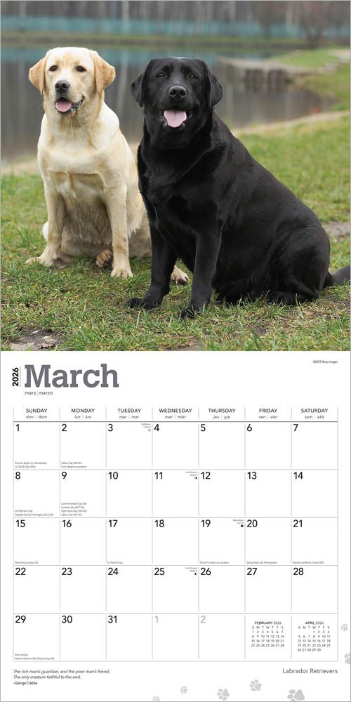 BrownTrout Labrador Retrievers 2026 Calendar