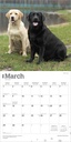 BrownTrout Labrador Retrievers 2026 Calendar