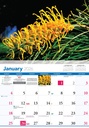 2026 Calendars Wildflowers Australia - Bartel