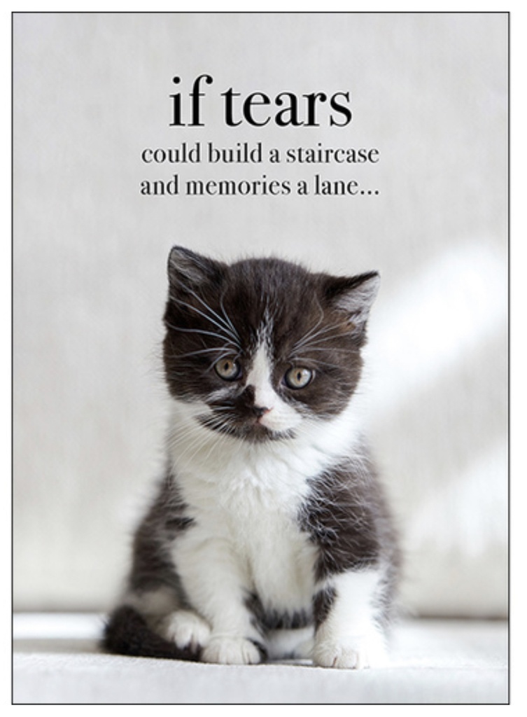 Kitten Animal Sympathy Inspirational Card - Affirmations