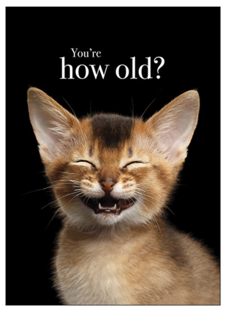 Kitten Animal Birthday Inspirational Card - Affirmation