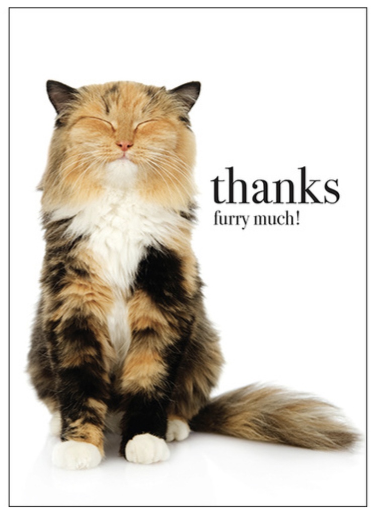 Cat Thank You Inspirational Card - Affirmations