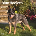 ​Blue Heelers 2024 Calendar