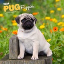 [BT64653] Pugs Puppies 2024 Calendar