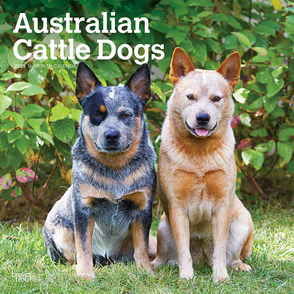 Australian Cattle Dogs 2025 Square Calendar
