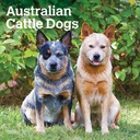Australian Cattle Dogs 2025 Square Calendar