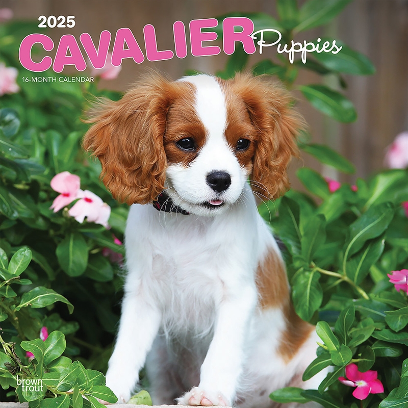 Cavalier King Charles Spaniel Puppies 2025 Square Calendar
