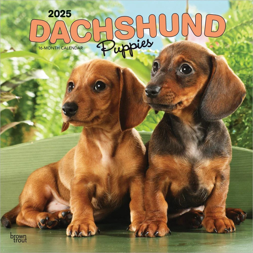 Dachshund Puppies 2025 Square Calendar