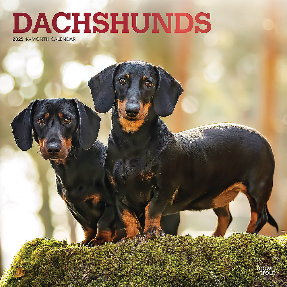Dachshunds 2025 Square Calendar
