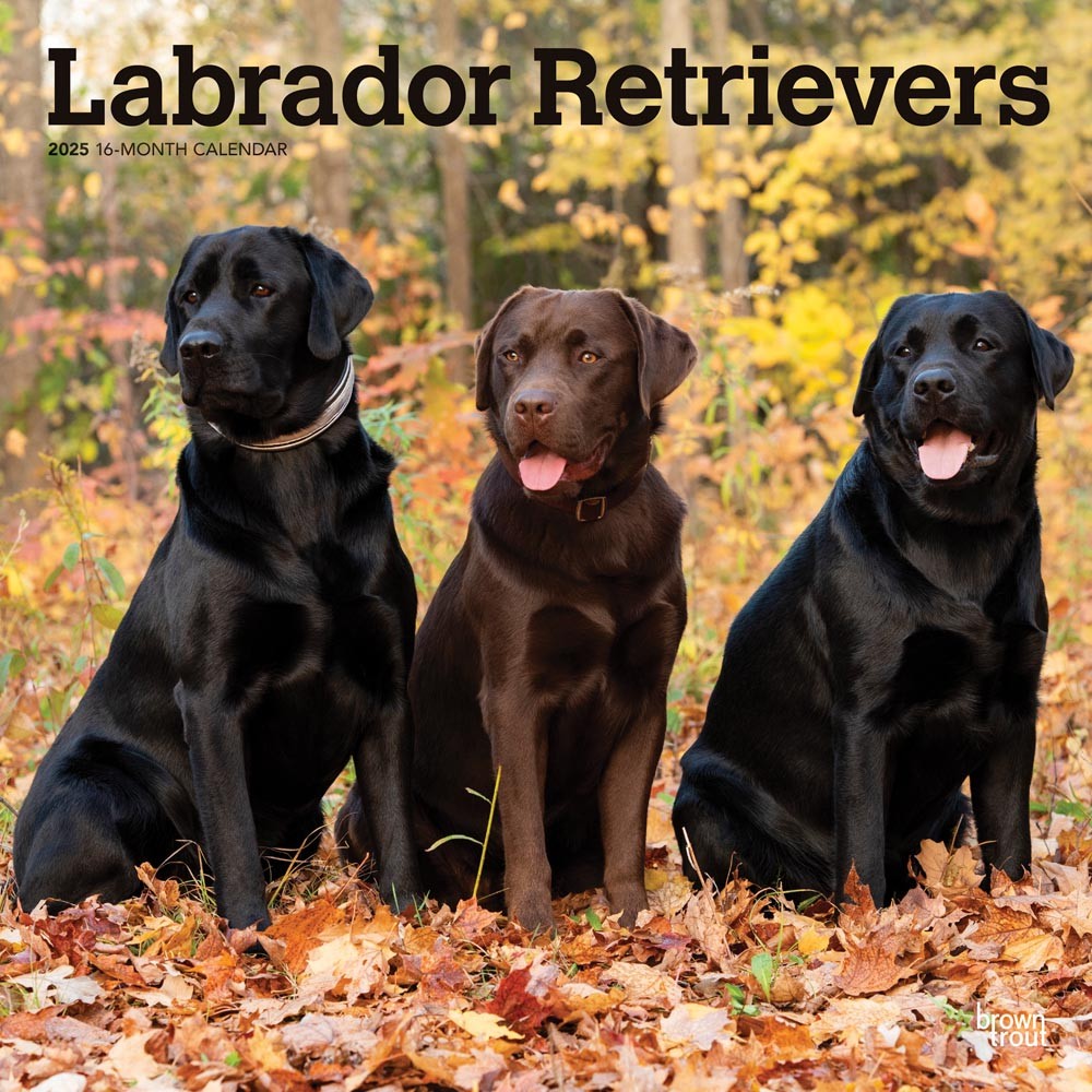 Labrador Retrievers 2025 Square Calendar