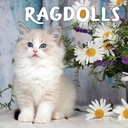 Ragdolls 2025 Calendar