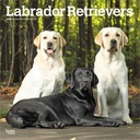 BrownTrout Labrador Retrievers 2026 Calendar