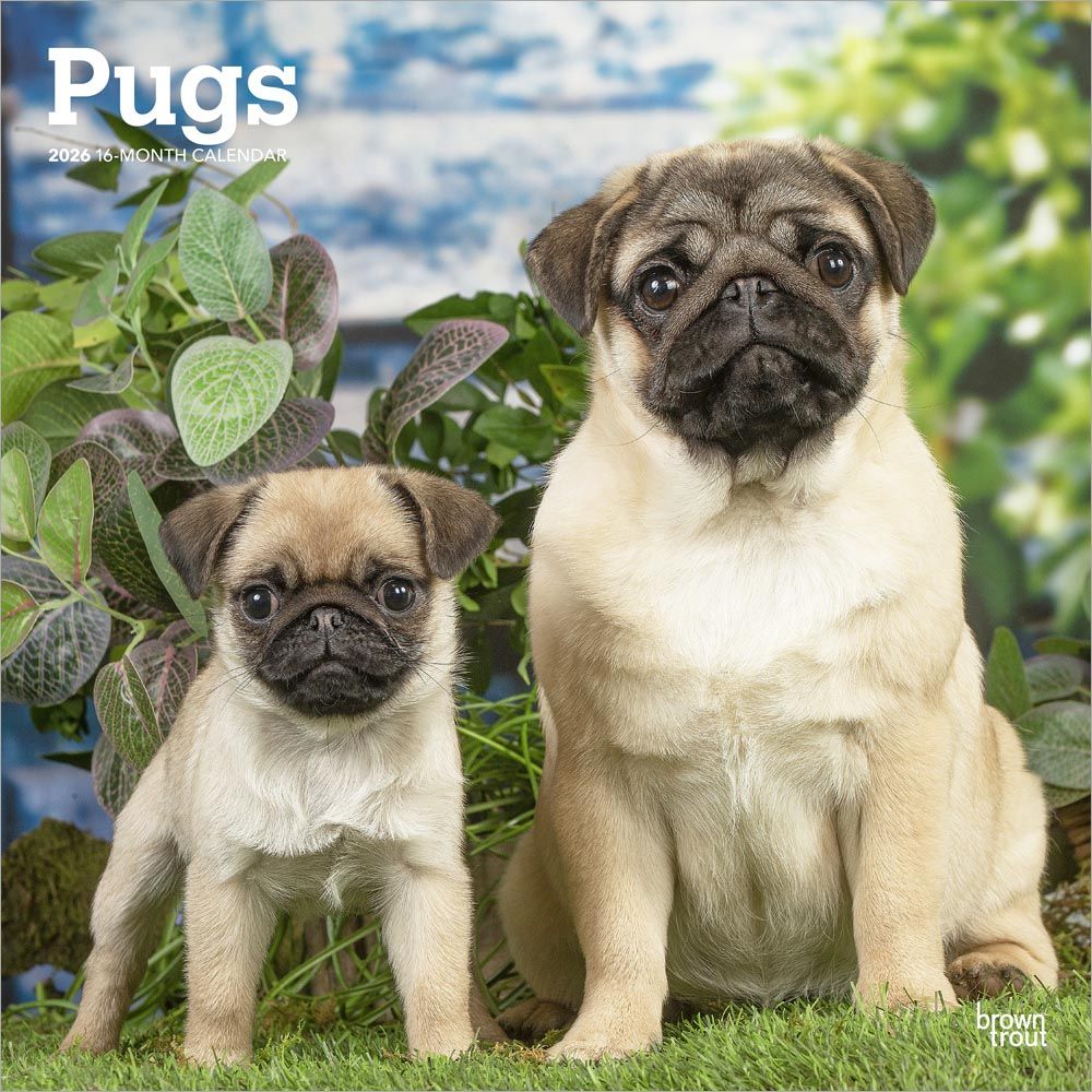 BrownTrout Pugs 2026 Calendar 
