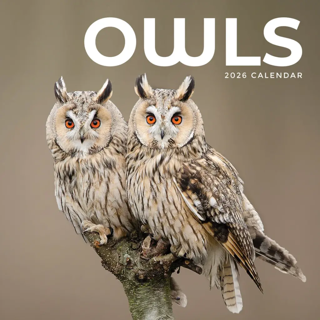 Paper Pocket Owls 2026 Calendar