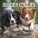 Paper Pocket Border Collies 2026 Calendar