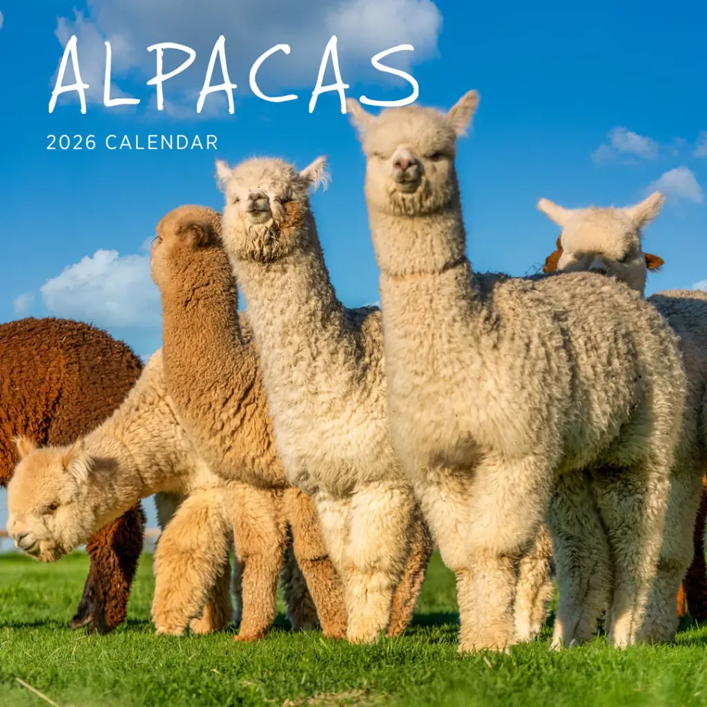 Paper Pocket Alpacas 2026 Calendar