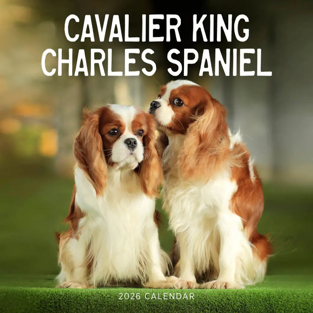 Paper Pocket Cavalier King Charles Spaniel 2026 Calendar