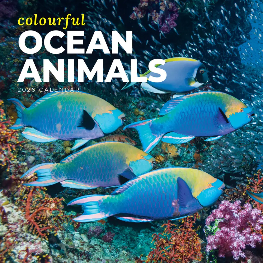 Paper Pocket Colourful Ocean Animals 2026 Calendar