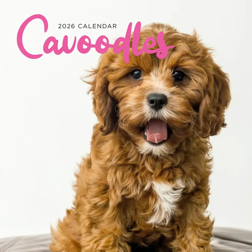 Paper Pocket Cavoodle 2026 Calendar
