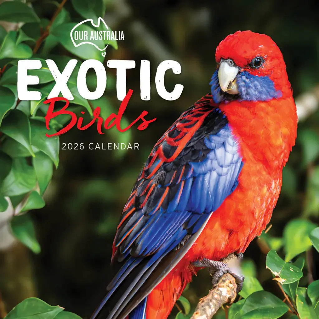 Paper Pocket Our Australia Exotic Birds 2026 Calendar