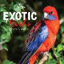 Paper Pocket Our Australia Exotic Birds 2026 Calendar