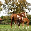 Paper Pocket Our Australia Horses at Home 2026 Calendar