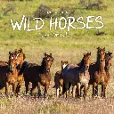 Paper Pocket Our Australia Wild Horses 2026 Calendar
