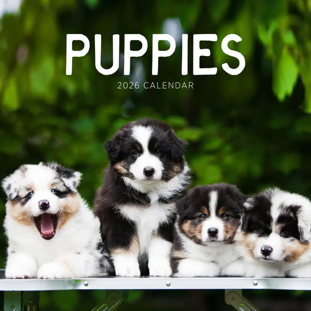Paper Pocket Puppies 2026 Calendar