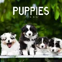 Paper Pocket Puppies 2026 Calendar