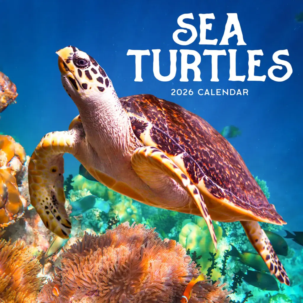Paper Pocket Sea Turtles 2026 Calendar