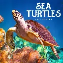 Paper Pocket Sea Turtles 2026 Calendar