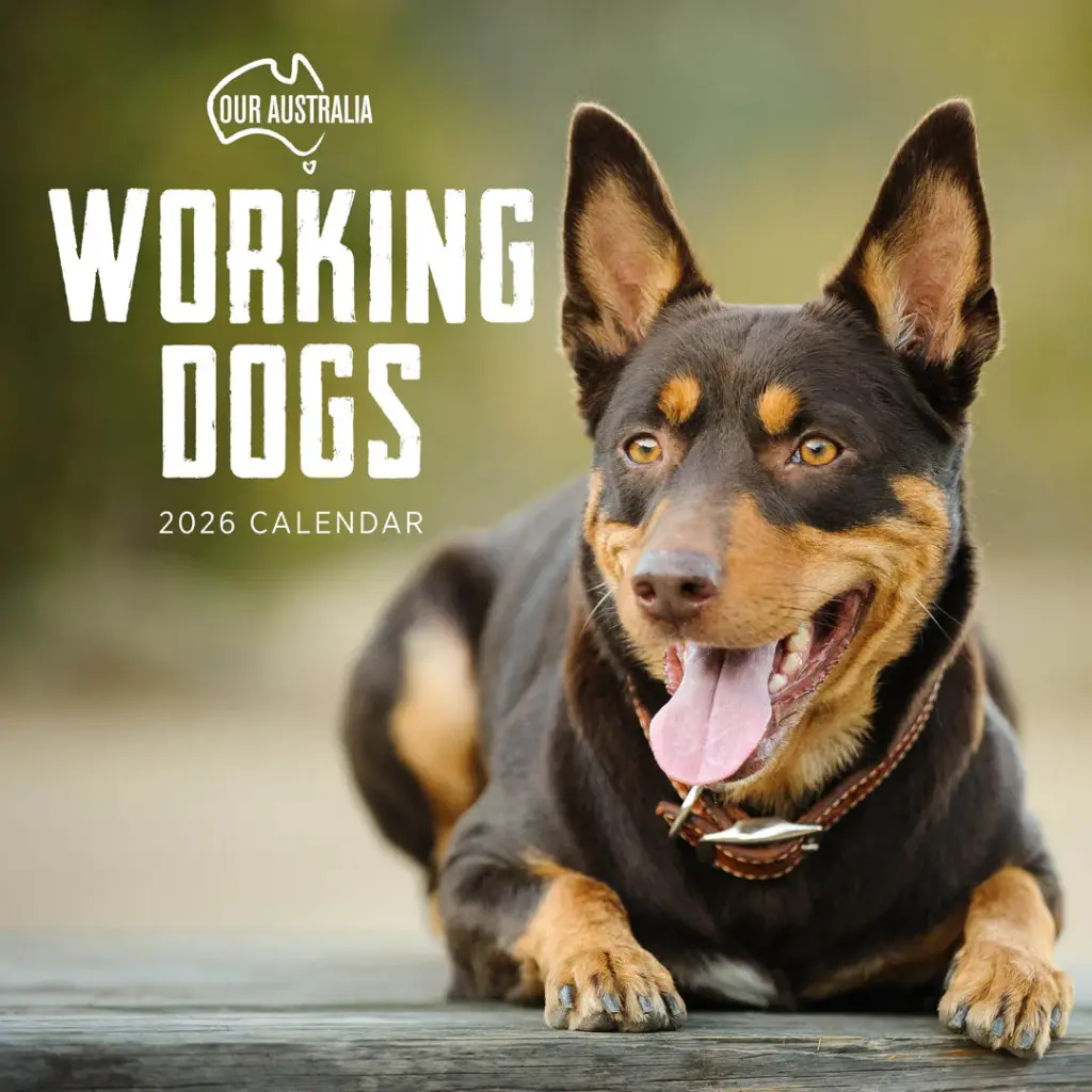 Paper Pocket Our Australia Working Dogs 2026 Calendar