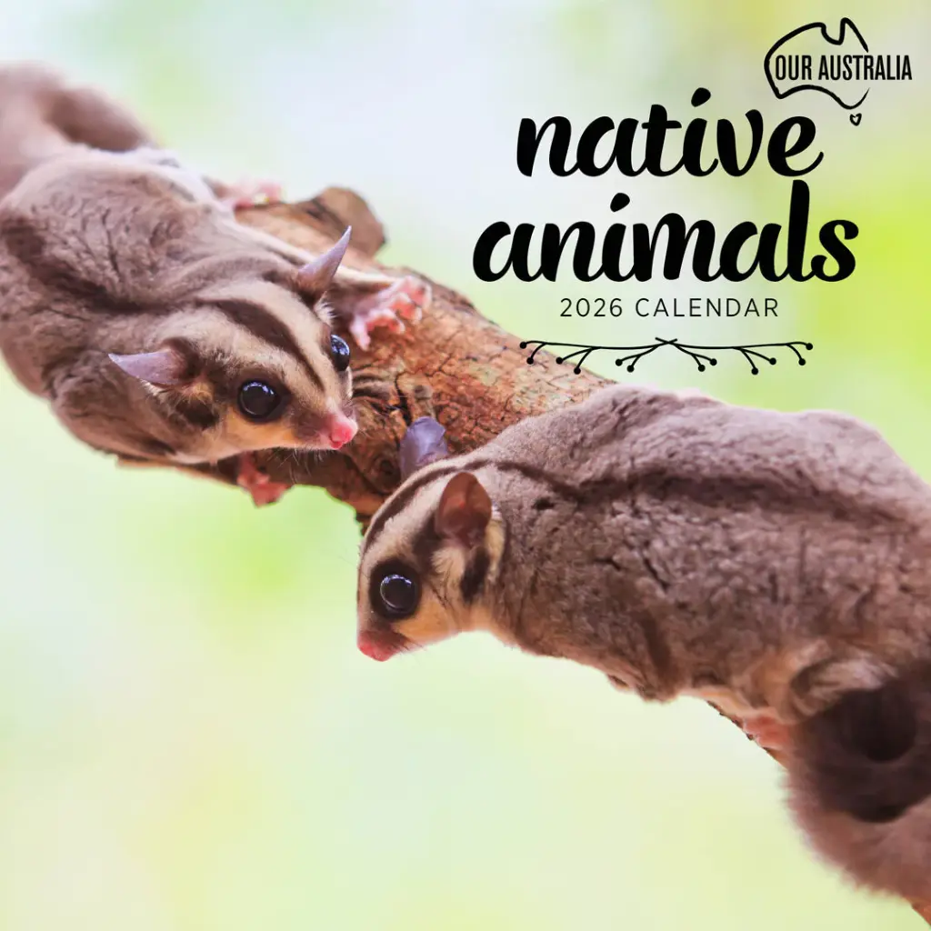 Paper Pocket Our Australia Native Animals 2026 Calendar