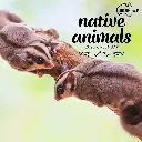Paper Pocket Our Australia Native Animals 2026 Calendar