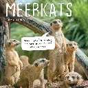 Paper Pocket Meerkats 2026 Calendar