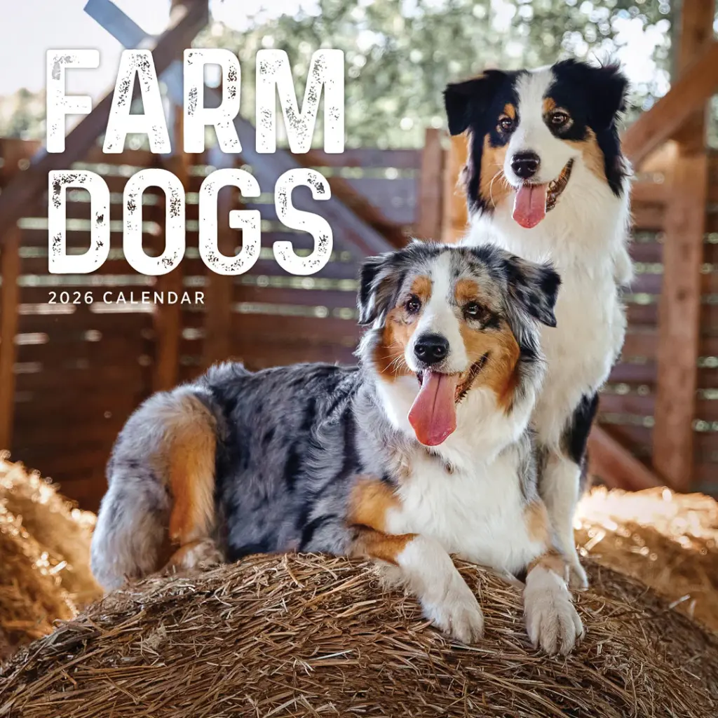 Paper Pocket Farm Dogs 2026 Calendar