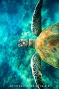 Turtle Tones Tea Towel - Destination Label