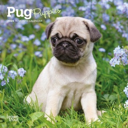 [BT64646] Pug Puppies Mini 2024 Calendar