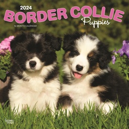 [BT61850] Border Collie Puppies 2024 Calendar