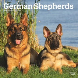 [BT62833] German Shepherds 2024 Calendar