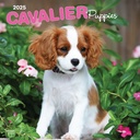 Cavalier King Charles Spaniel Puppies 2025 Square Calendar